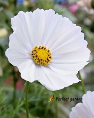 100 Seeds Cosmos Bipinnatus Garden Cosmos, Mexican Aster Cosmea White Flowers